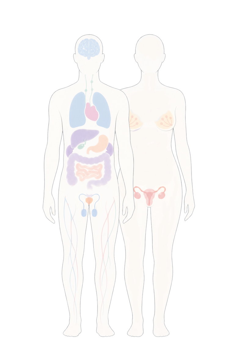 Human body tissue overview