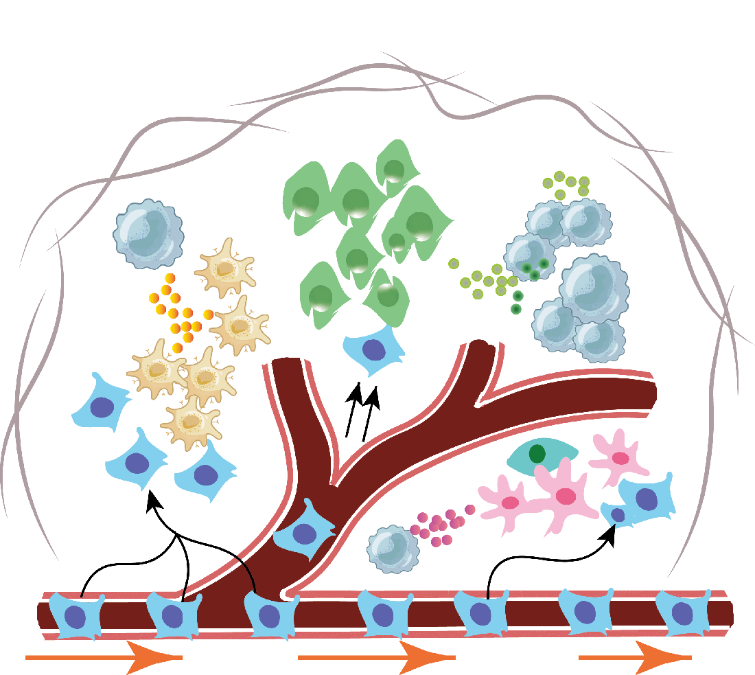 Immune Infiltration Analysis