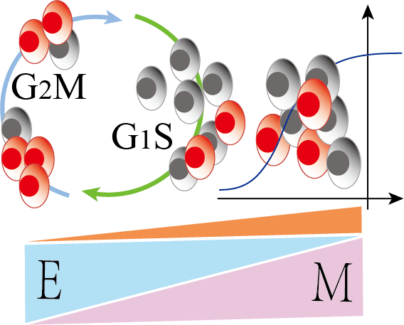 Cell Functional State