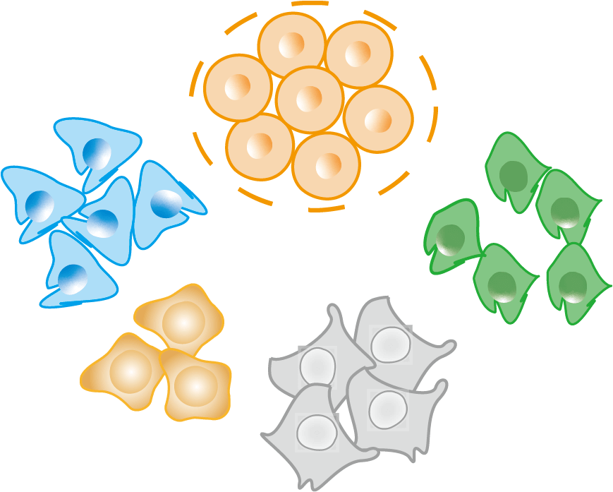 Cell Cluster