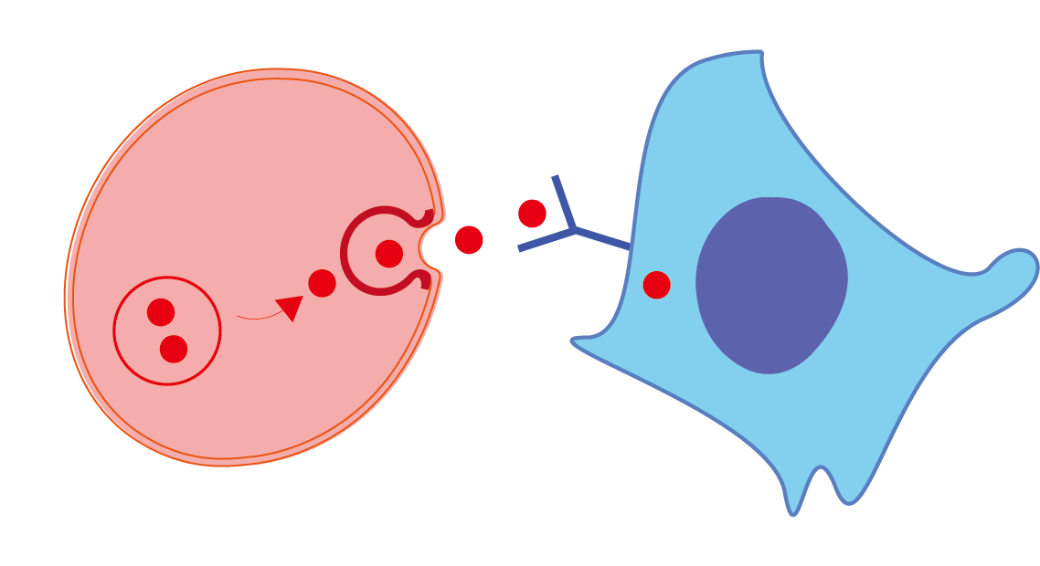 Cell Interaction